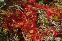 Drosera rotundifolia - rosnatka okrouhlolistá